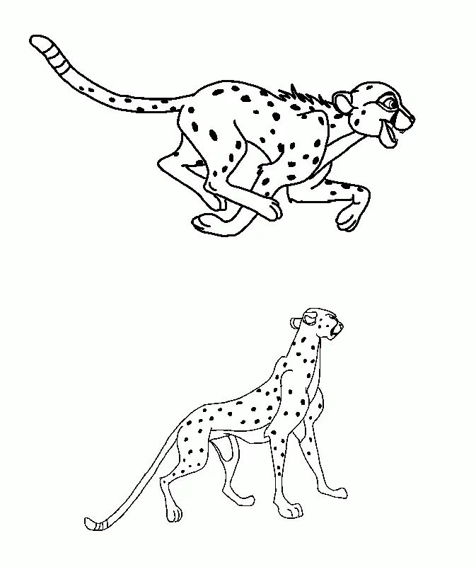Cheetah Coloring Pages 97