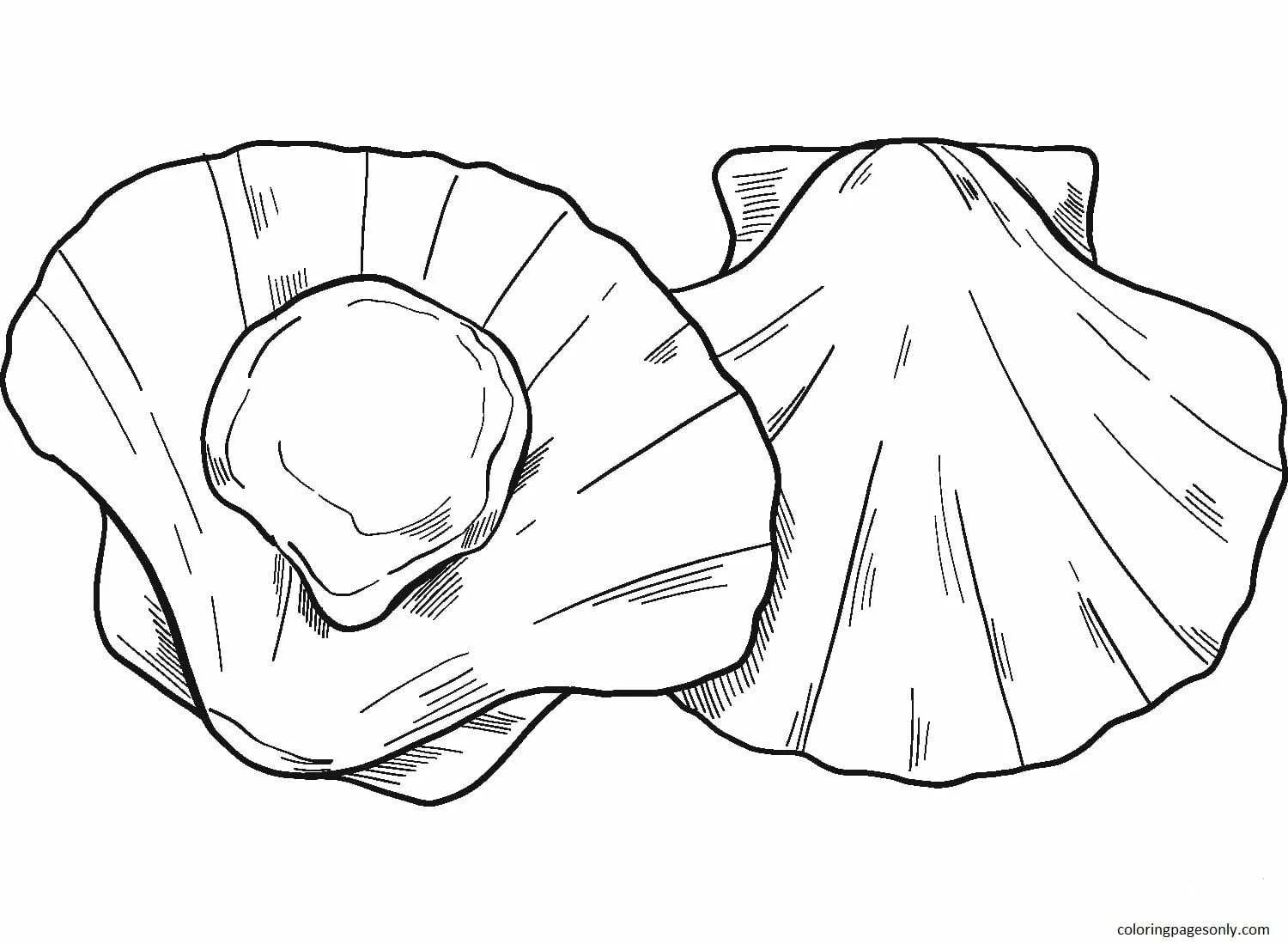 Clam Coloring Pages 11