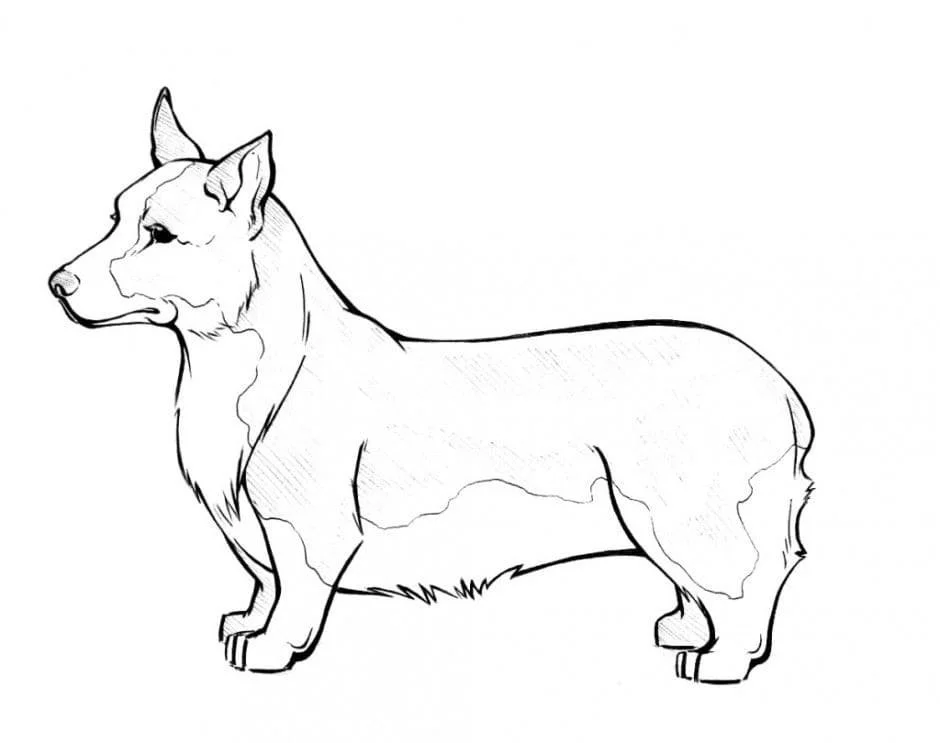 Corgi Ausmalbilder 43