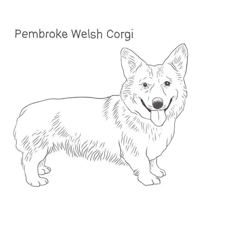 Corgi Ausmalbilder 81
