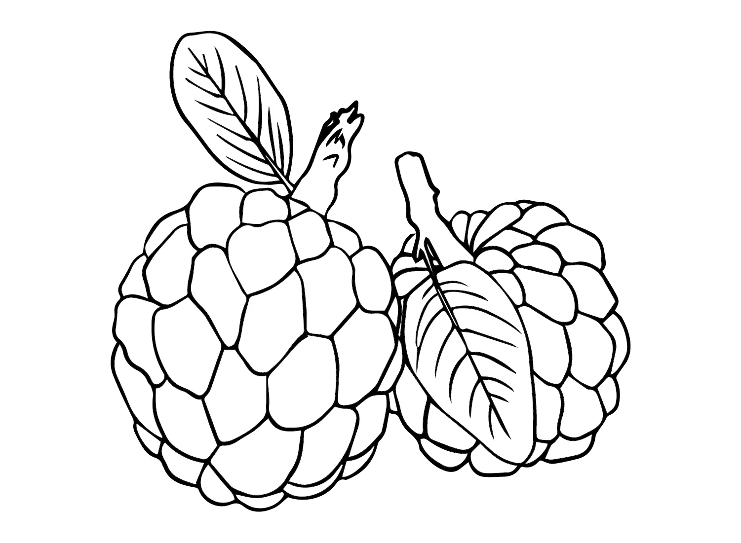 Custard Apple Coloring Pages 11
