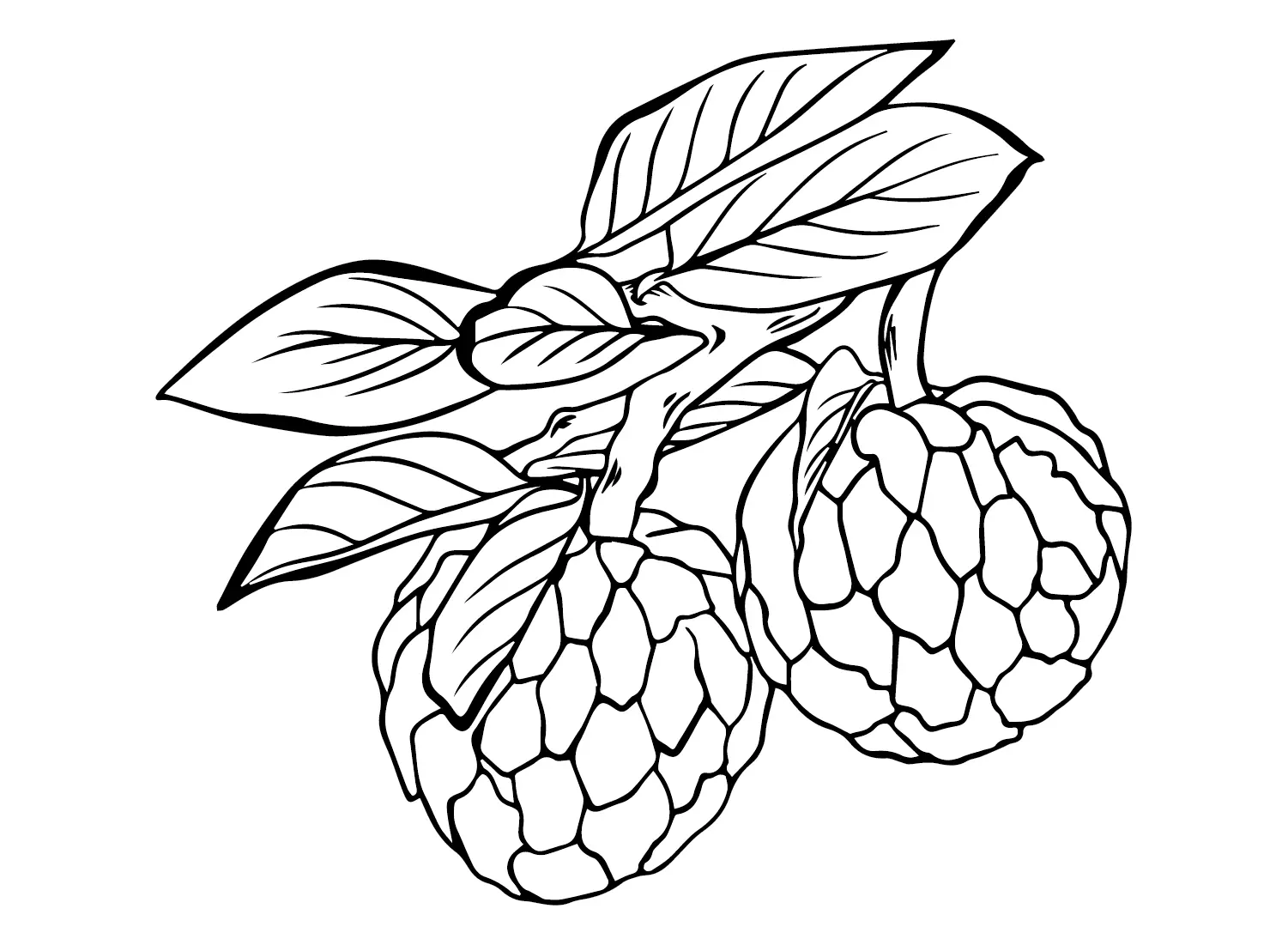 Custard Apple Coloring Pages 15
