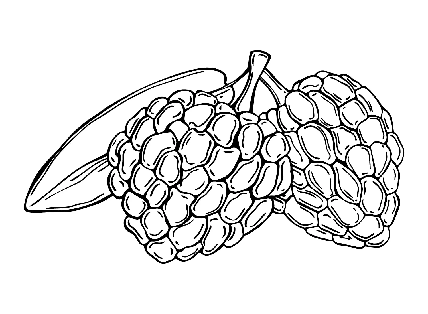Custard Apple Coloring Pages 3