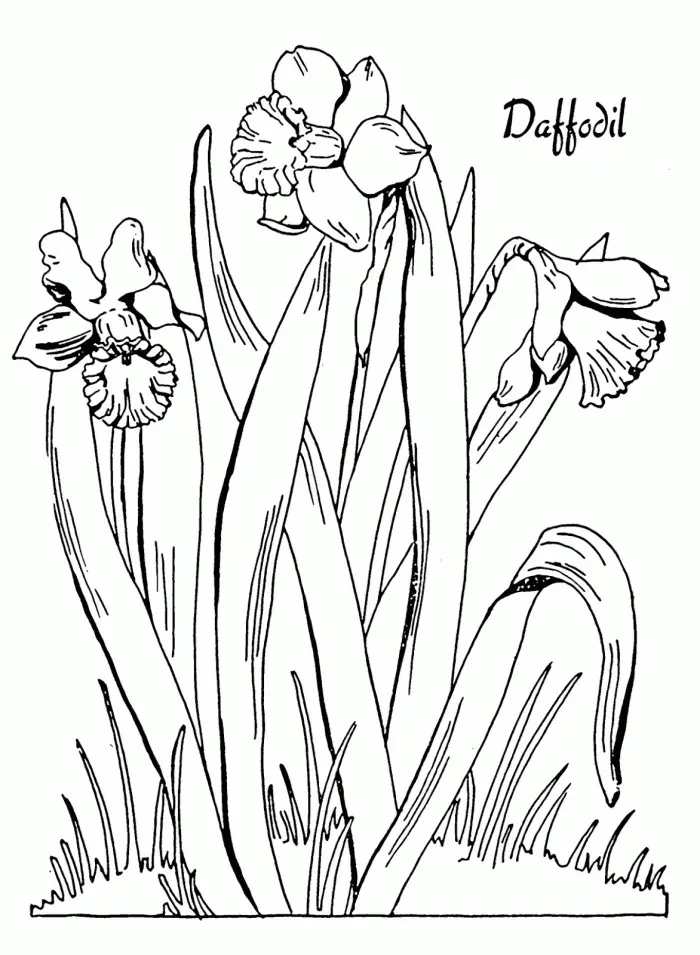 Daffodil Coloring Pages 21