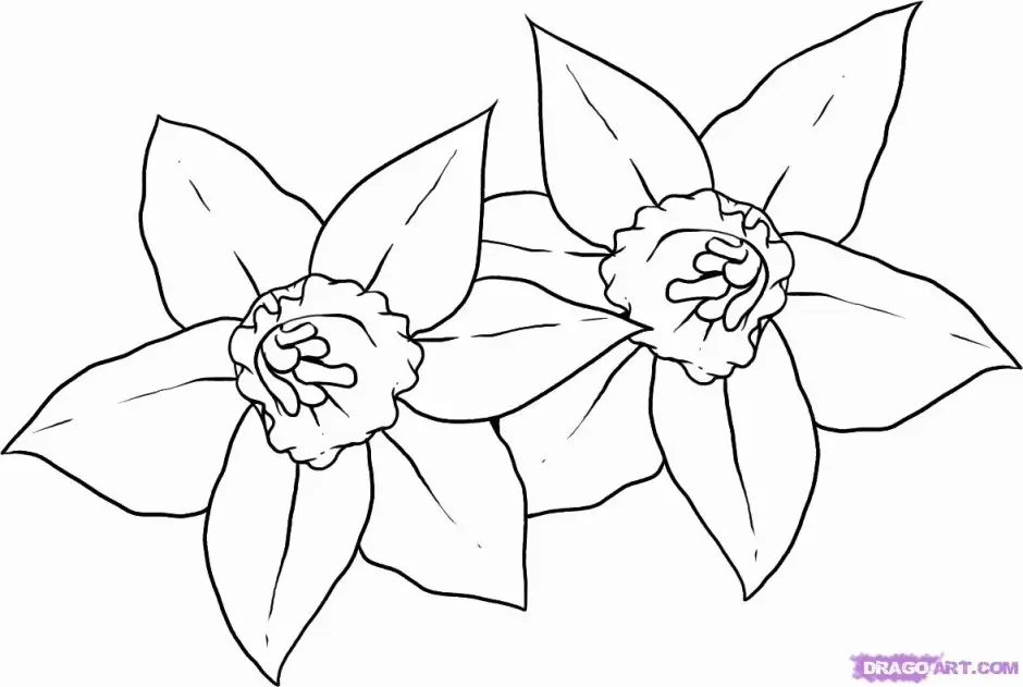 Daffodil Coloring Pages 24