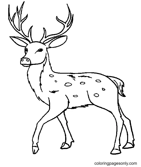 Deer Coloring Pages 14