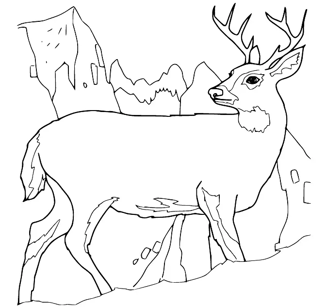 Deer Coloring Pages 34