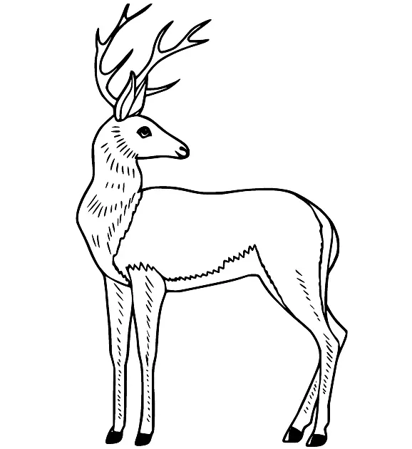 Reh Ausmalbilder 57