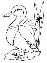 Desenhos de Patos Para Colorir 48