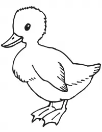 Ducks Coloring Pages 54