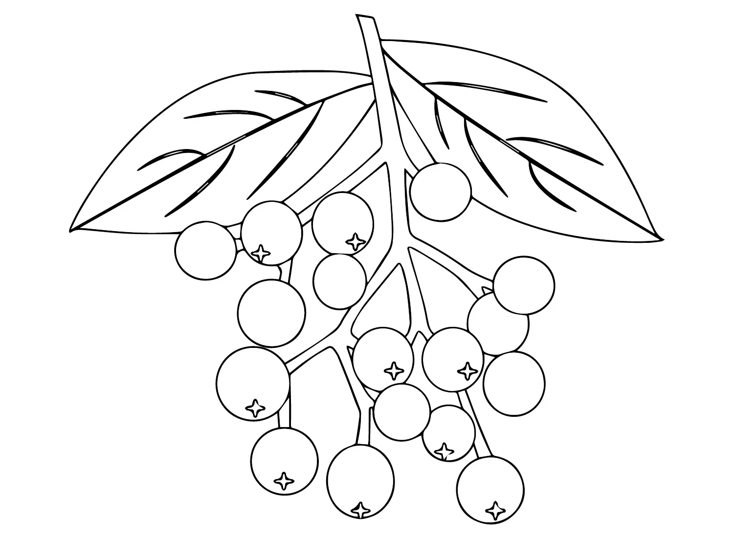 Holunderbeeren Ausmalbilder 1