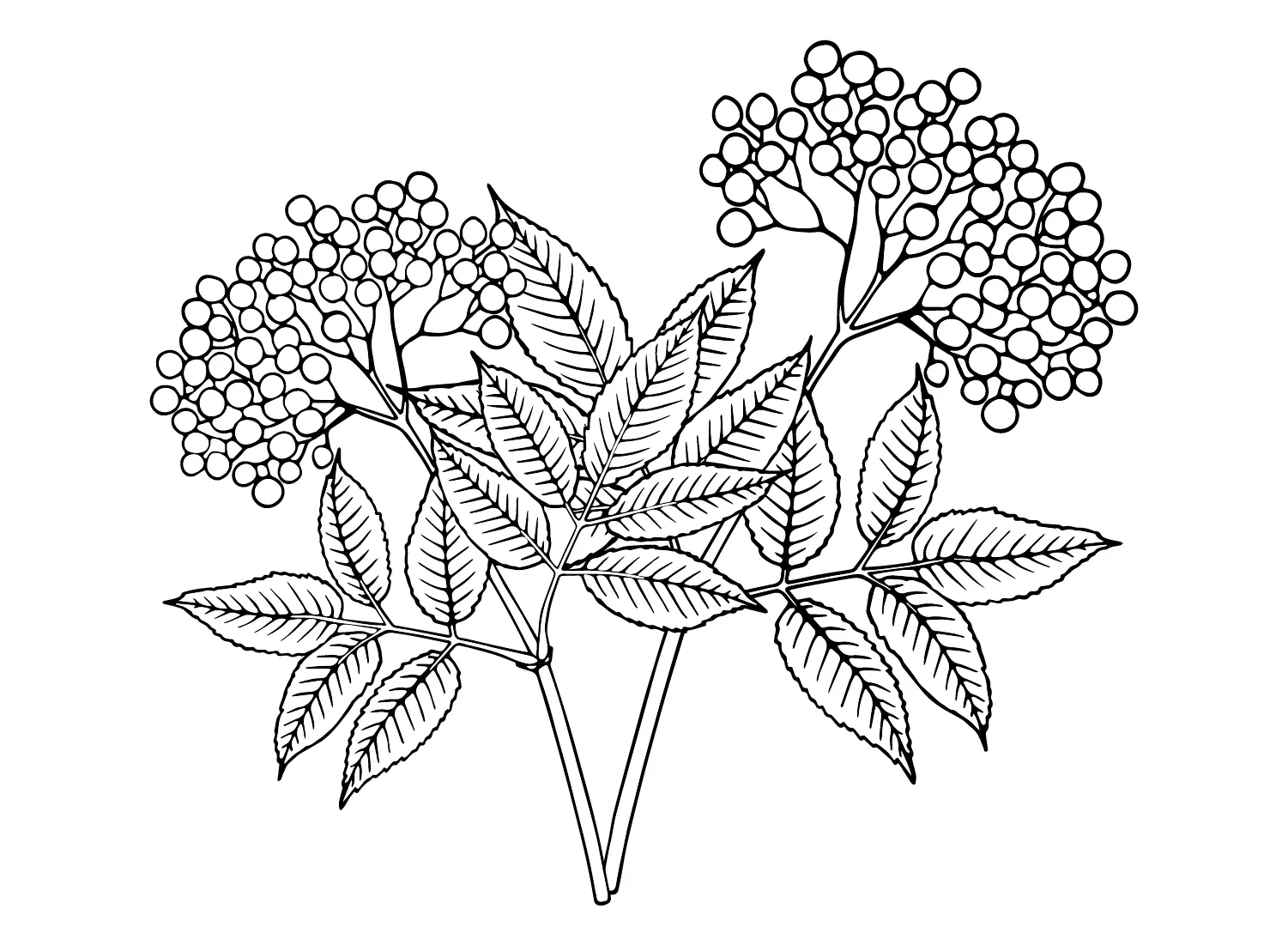 Holunderbeeren Ausmalbilder 13
