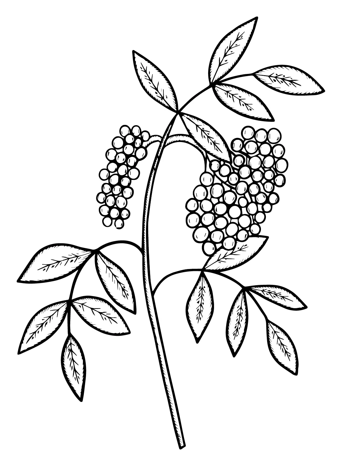 Holunderbeeren Ausmalbilder 14