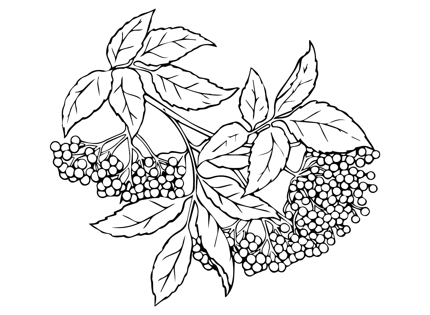 Holunderbeeren Ausmalbilder 7