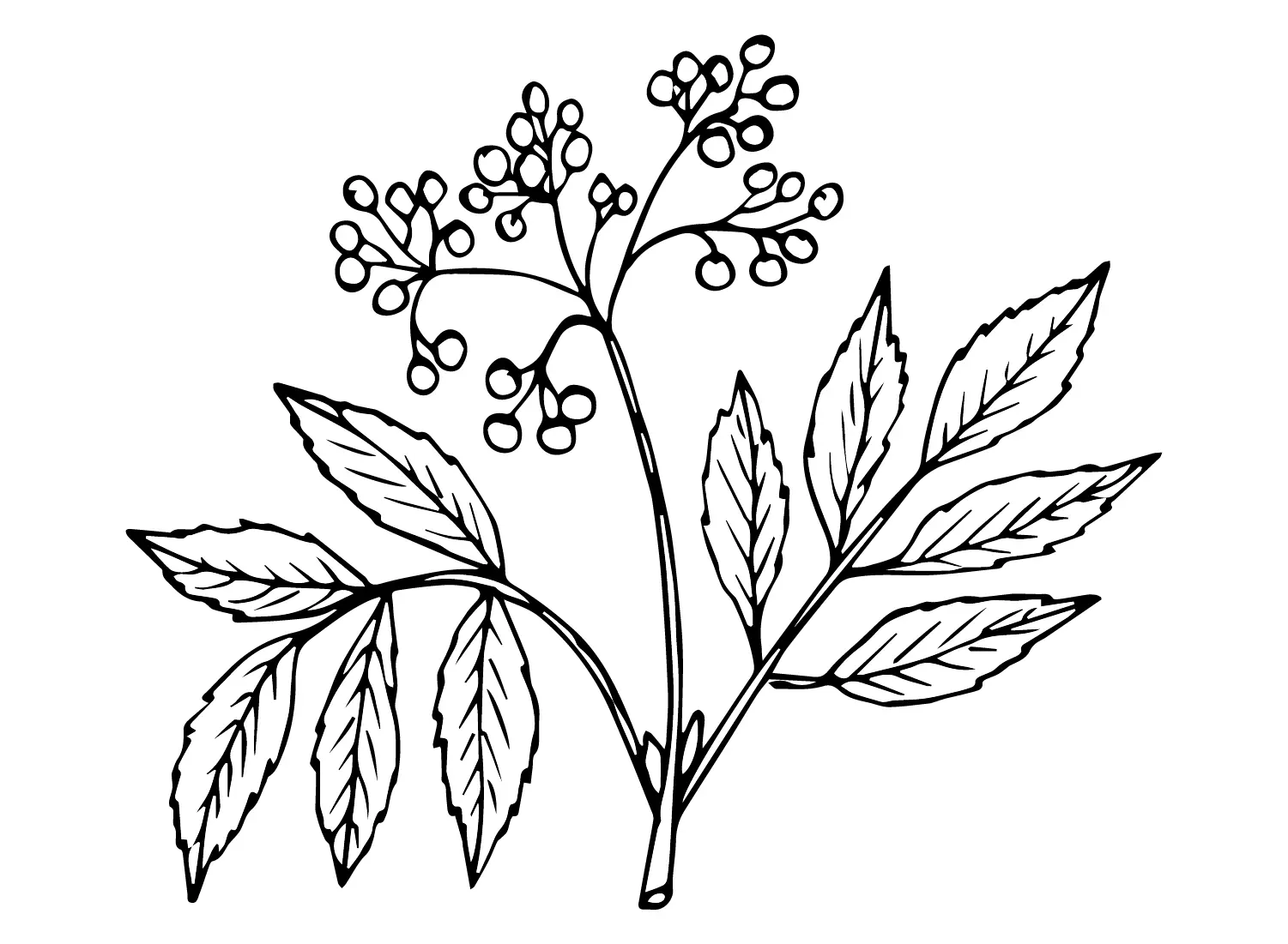 Holunderbeeren Ausmalbilder 8