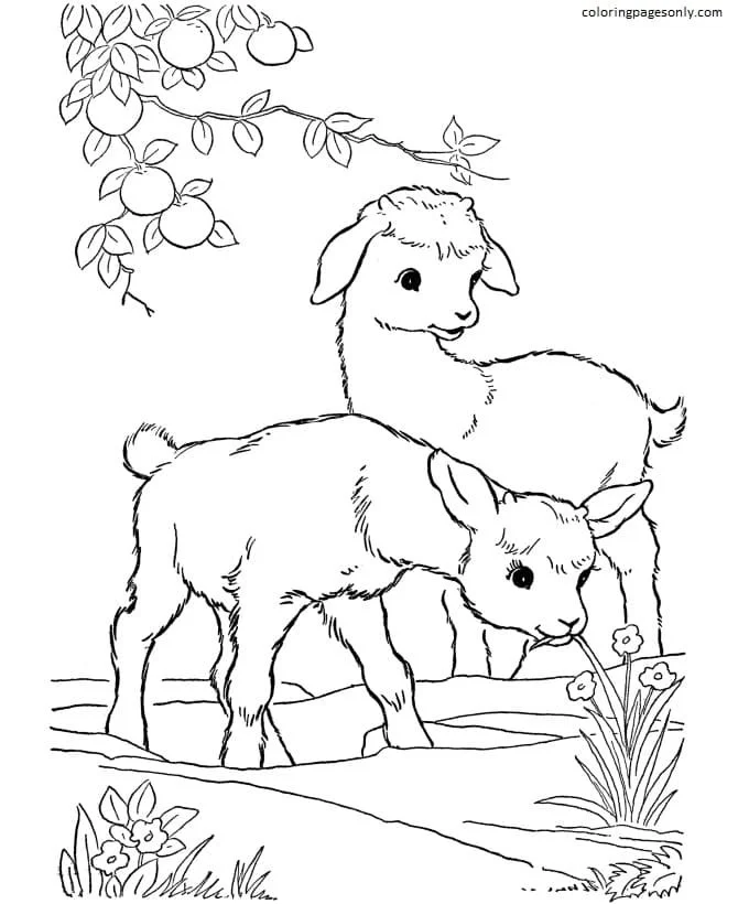 Farm Animal Coloring Pages 21