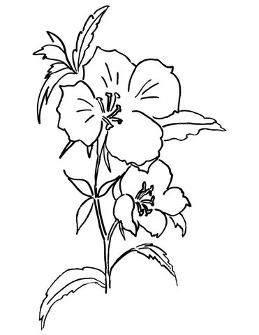 Godetia Coloring Pages