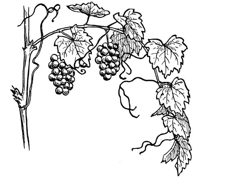 Uvas Para Colorear 16