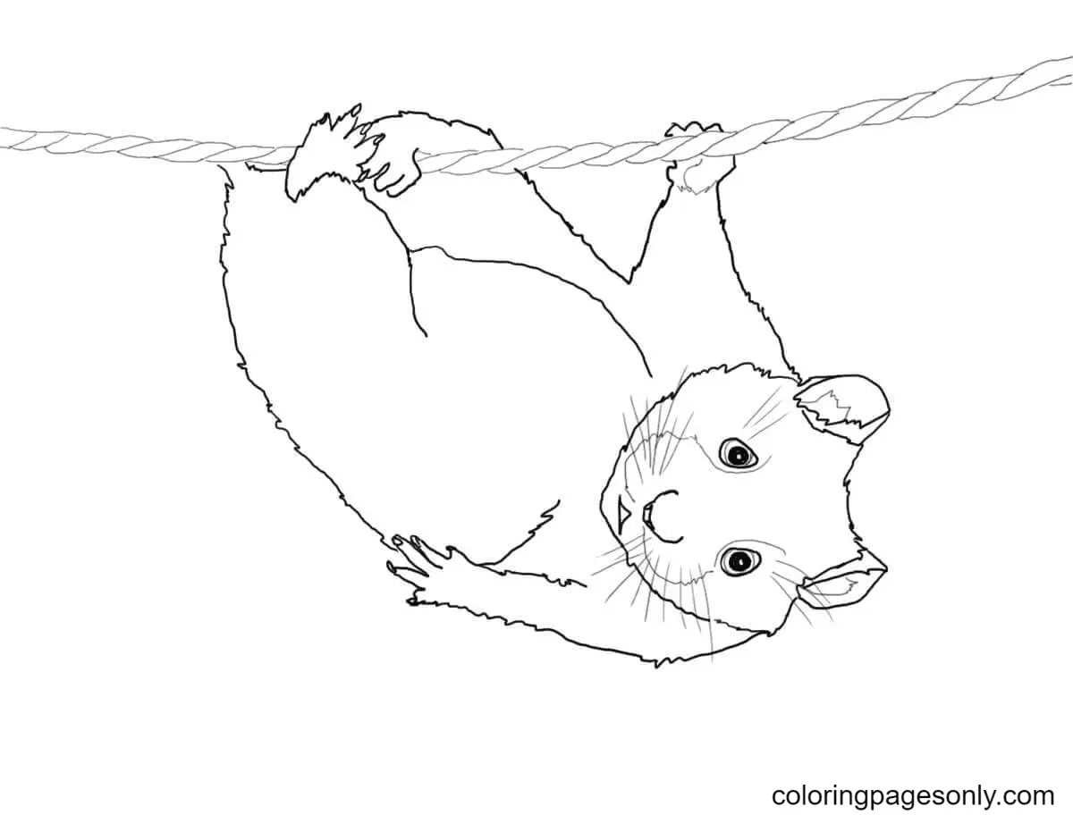 Hamster Coloring Pages 45