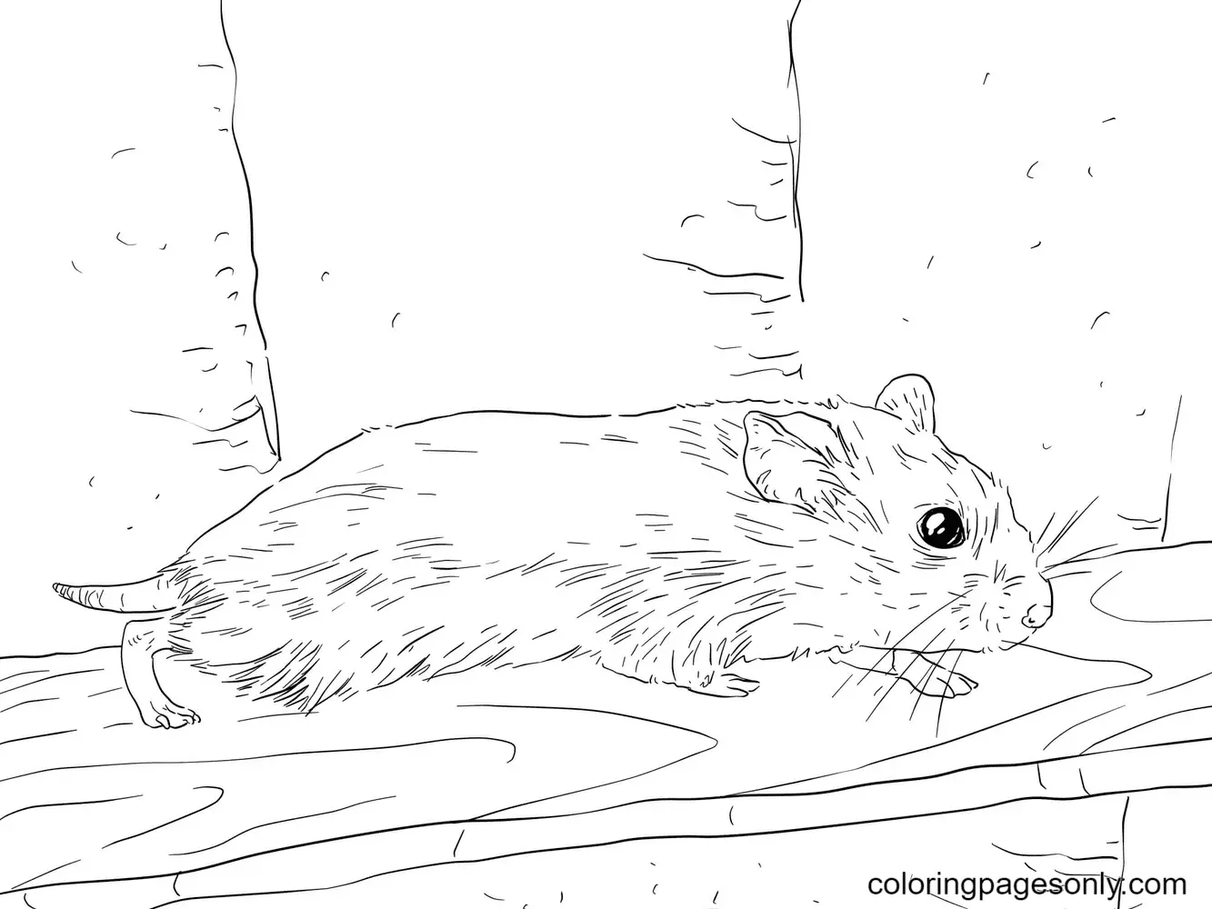 Hamster Coloring Pages 57