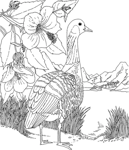 Desenhos de Hibisco Para Colorir 3