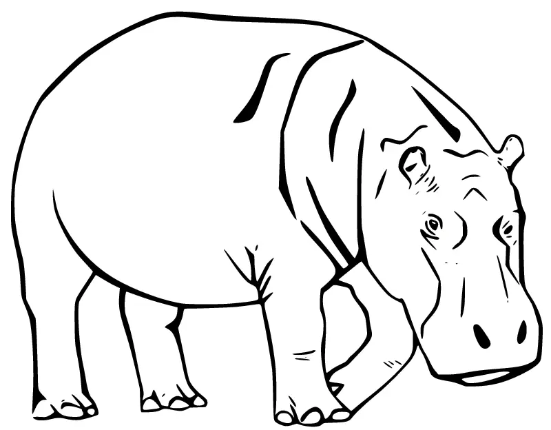 Hippo Ausmalbilder 50