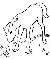 Horse Coloring Pages 162