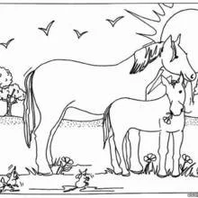 Caballos Para Colorear 34