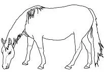 Horse Coloring Pages 40