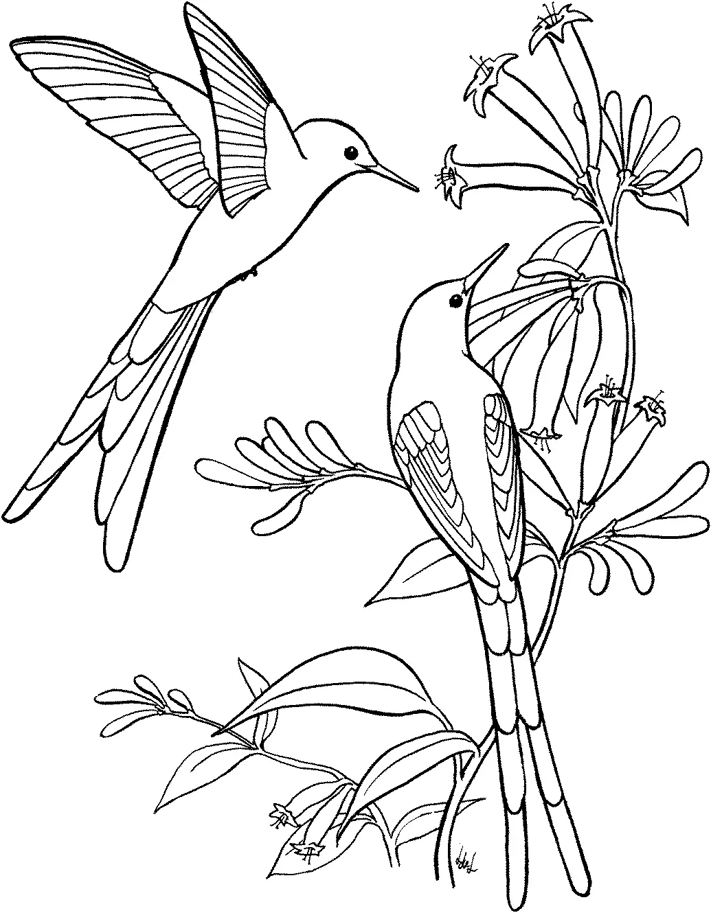 Ausmalbilder Kolibri 18
