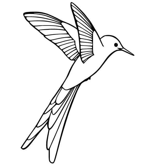 Ausmalbilder Kolibri 29