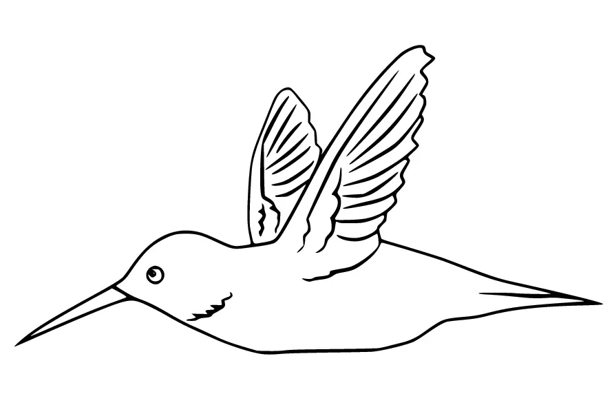 Ausmalbilder Kolibri 32