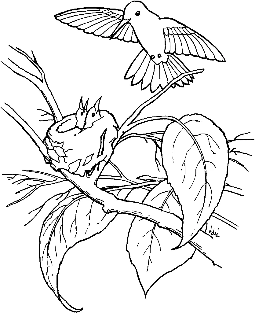 Ausmalbilder Kolibri 33