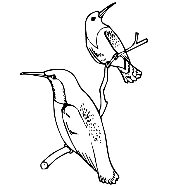 Ausmalbilder Kolibri 37