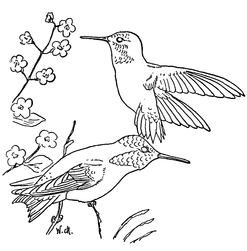 Ausmalbilder Kolibri 44