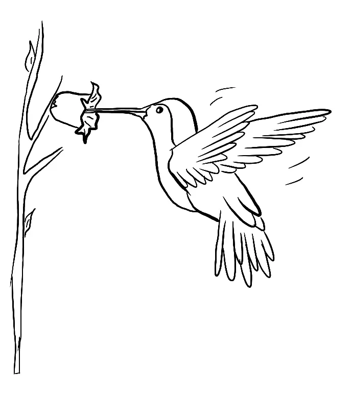 Ausmalbilder Kolibri 8