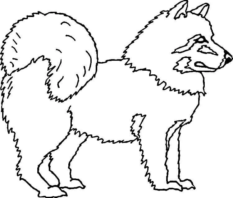 Desenhos de Husky Para Colorir 11