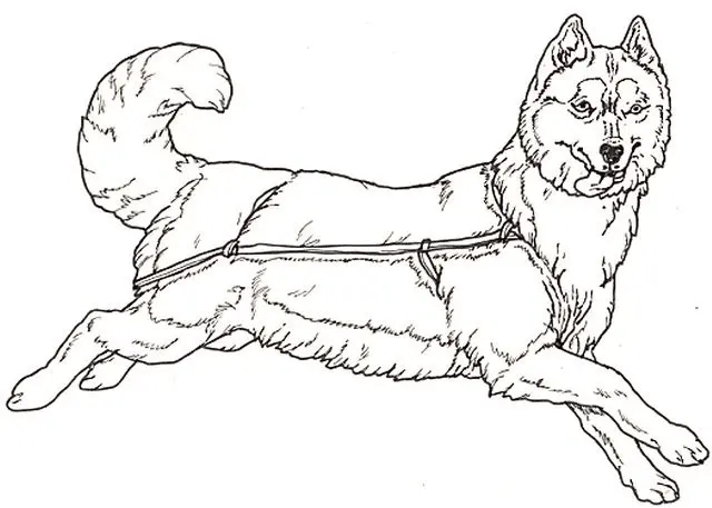 Desenhos de Husky Para Colorir 13