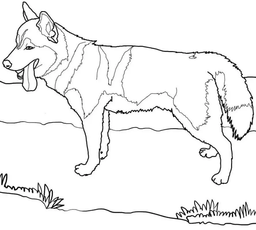 Desenhos de Husky Para Colorir 21