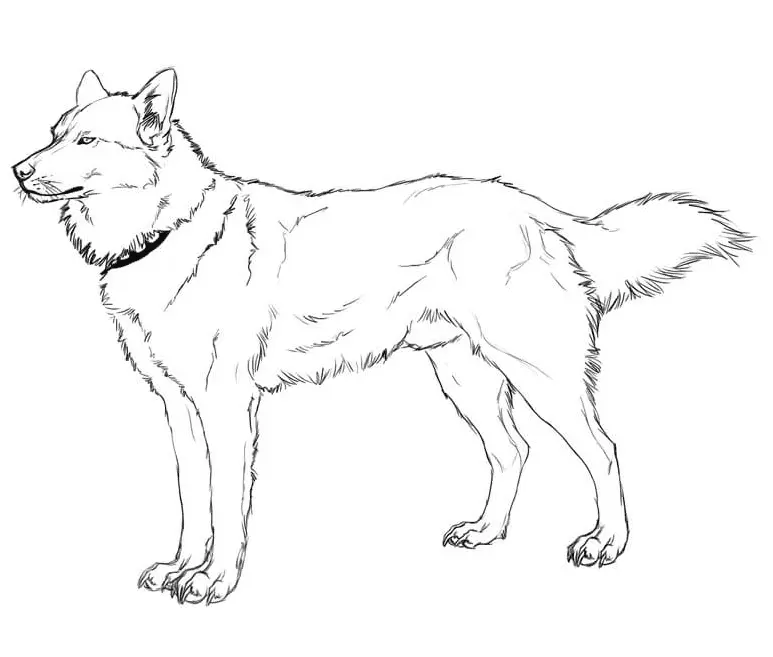 Desenhos de Husky Para Colorir 26