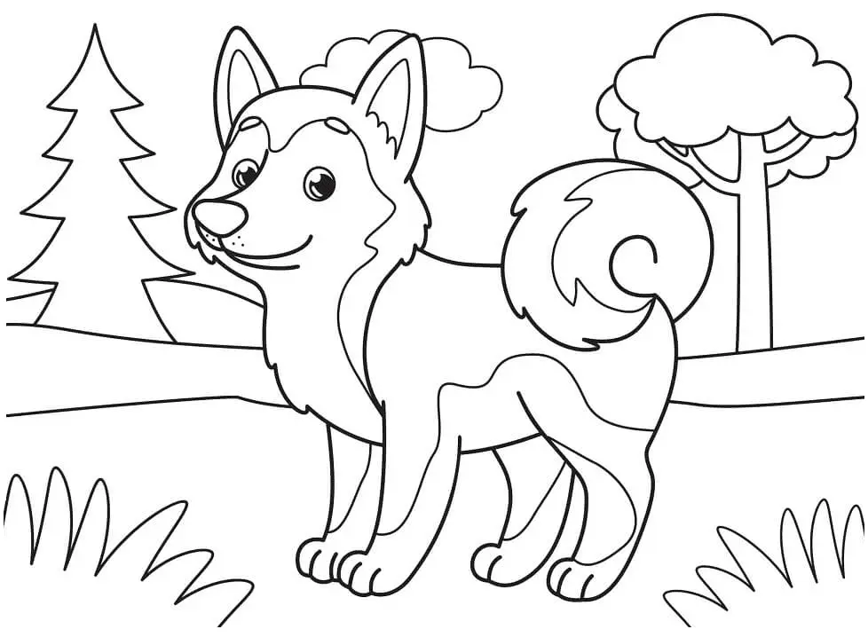 Desenhos de Husky Para Colorir 38