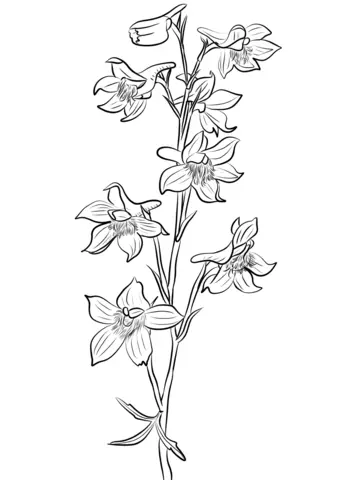 Delphinium Para Colorear
