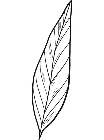 Laurel Coloring Pages 15