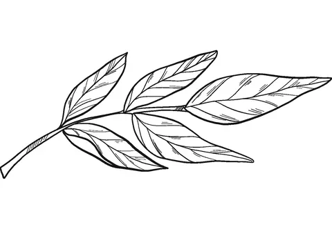 Laurel Coloring Pages 18