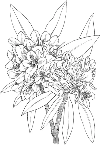 Laurel Coloring Pages 19