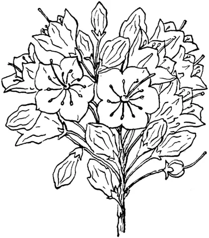 Laurel Coloring Pages 2