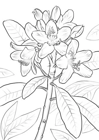 Laurel Coloring Pages 21