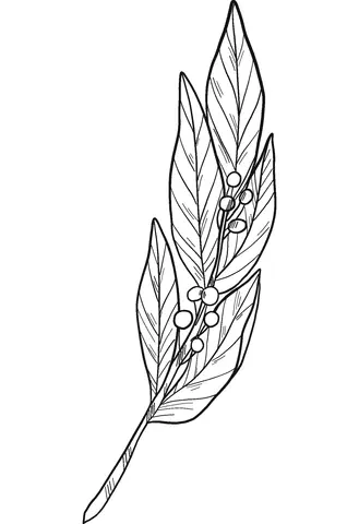 Laurel Coloring Pages 26