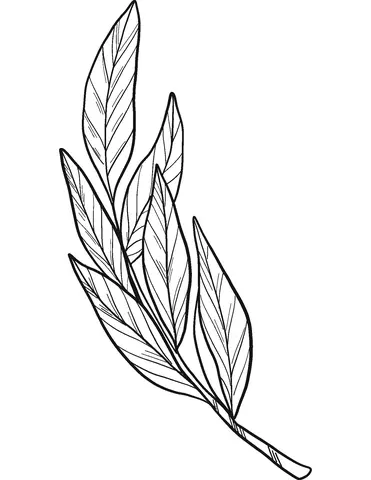 Laurel Coloring Pages 7