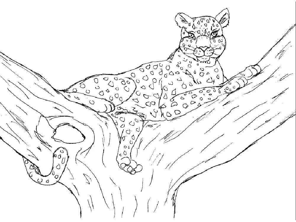 Desenhos de Leopardos Para Colorir 34
